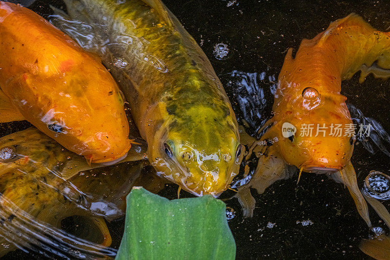 黑龙江鲤，(Cyprinus rubrofuscus)，鲤科，野生锦鲤或观赏鲤鱼。